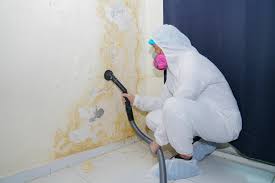 Why You Should Choose Our Mold Remediation Services in Emory, TX